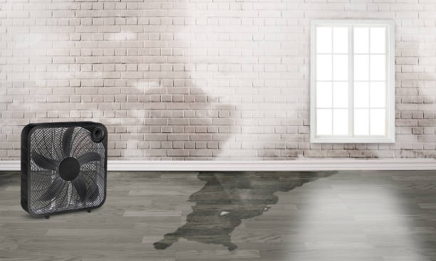 Best Water damage contractors near me  in West Park, NJ
